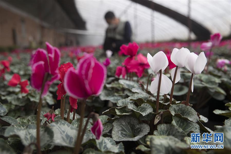 （在習(xí)近平新時(shí)代中國(guó)特色社會(huì)主義思想指引下&mdash;&mdash;新時(shí)代新作為新篇章&middot;習(xí)近平總書記關(guān)切事&middot;圖文互動(dòng)）（2）希望的田野，希望的春天&mdash;&mdash;各地農(nóng)業(yè)生產(chǎn)新動(dòng)態(tài)掃描