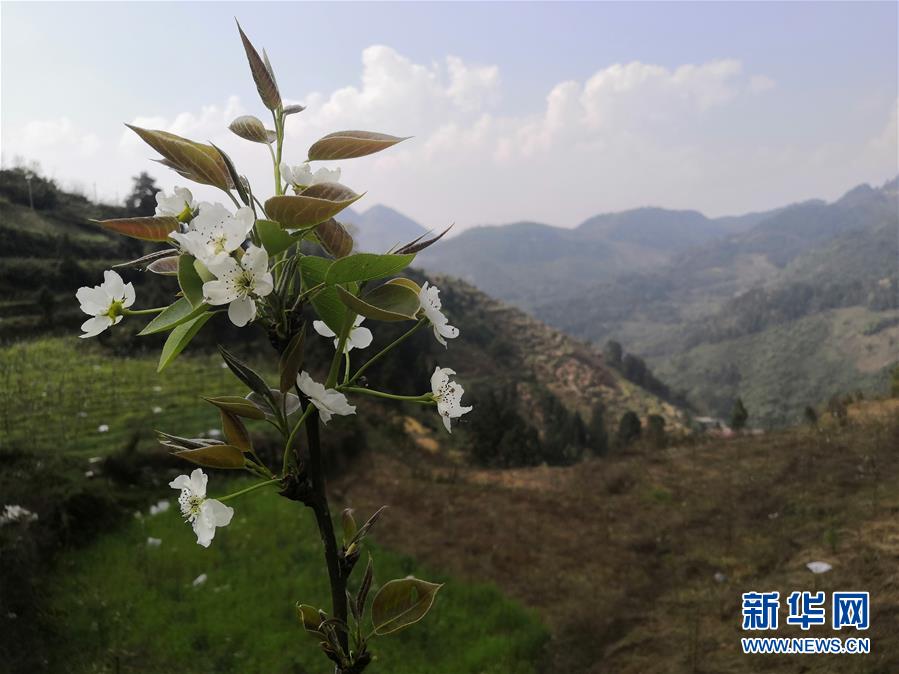 （決戰(zhàn)決勝脫貧攻堅(jiān)&middot;圖文互動(dòng)）（1）寄相思，償夙愿&mdash;&mdash;5封清明&ldquo;家書&rdquo;里的決戰(zhàn)決勝信念