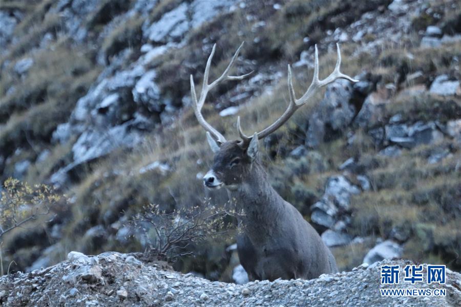 （玉樹地震10周年&middot;圖文互動(dòng)）（2）牧民才仁尼瑪?shù)?ldquo;科研&rdquo;人生