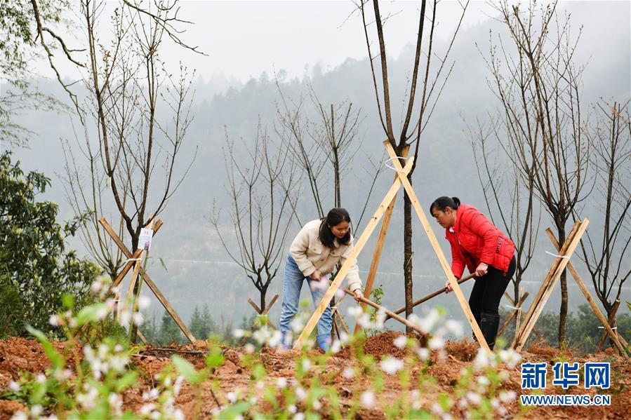 (決戰(zhàn)決勝脫貧攻堅(jiān)·圖文互動(dòng))政府種樹(shù)到農(nóng)家 培花育果再出發(fā)