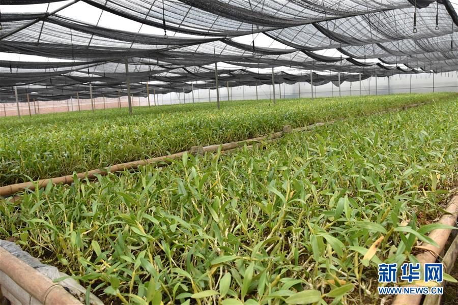 (決戰(zhàn)決勝脫貧攻堅(jiān)·圖文互動(dòng))(1)這個(gè)脫貧縣的石頭為何比土金貴?