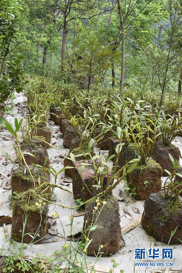 (決戰(zhàn)決勝脫貧攻堅(jiān)·圖文互動(dòng))(3)這個(gè)脫貧縣的石頭為何比土金貴?