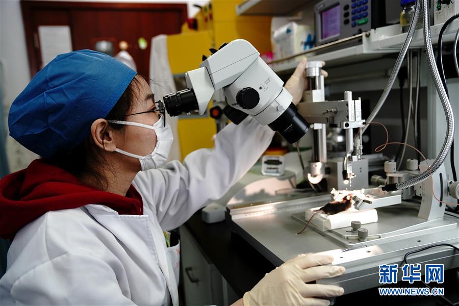 （圖文互動(dòng)）（2）攻擊行為如何被大腦控制？科學(xué)家在小鼠大腦中發(fā)現(xiàn)&ldquo;調(diào)節(jié)開關(guān)&rdquo;