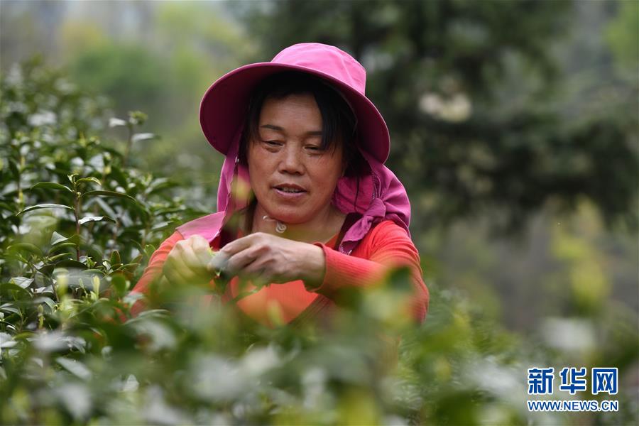 （新華全媒頭條&middot;圖文互動(dòng)）（2）紅土地上的&ldquo;綠色減貧&rdquo;決戰(zhàn)&mdash;&mdash;大別山&ldquo;將軍縣&rdquo;金寨脫貧紀(jì)實(shí)