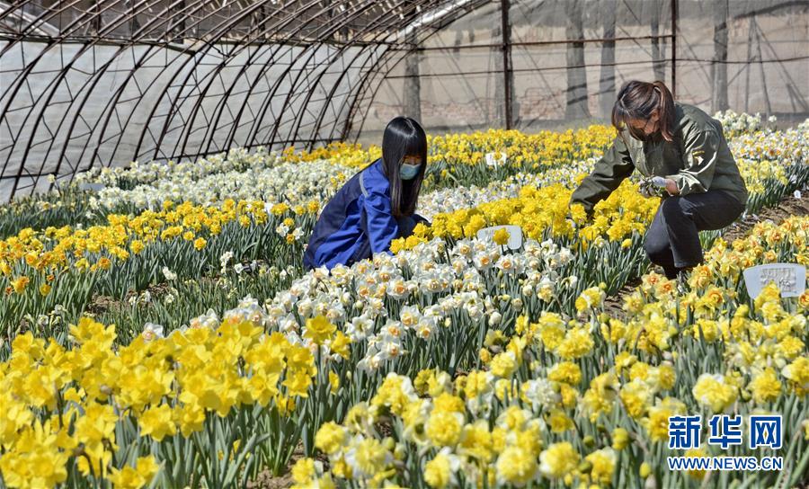 （圖文互動(dòng)）（6）這座小城，鐫刻下怎樣的&ldquo;世園印記&rdquo;&mdash;&mdash;北京世園會(huì)開(kāi)園一周年探訪延慶