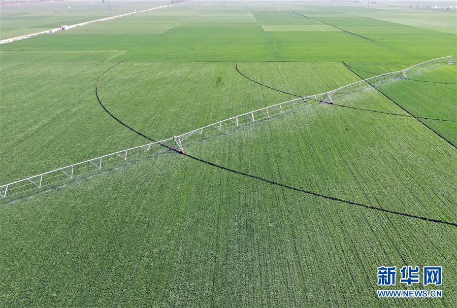 （在習(xí)近平新時代中國特色社會主義思想指引下&mdash;&mdash;新時代新作為新篇章&middot;習(xí)近平總書記關(guān)切事&middot;圖文互動）（4）新農(nóng)事、新希望&mdash;&mdash;夏收前田間新動態(tài)掃描