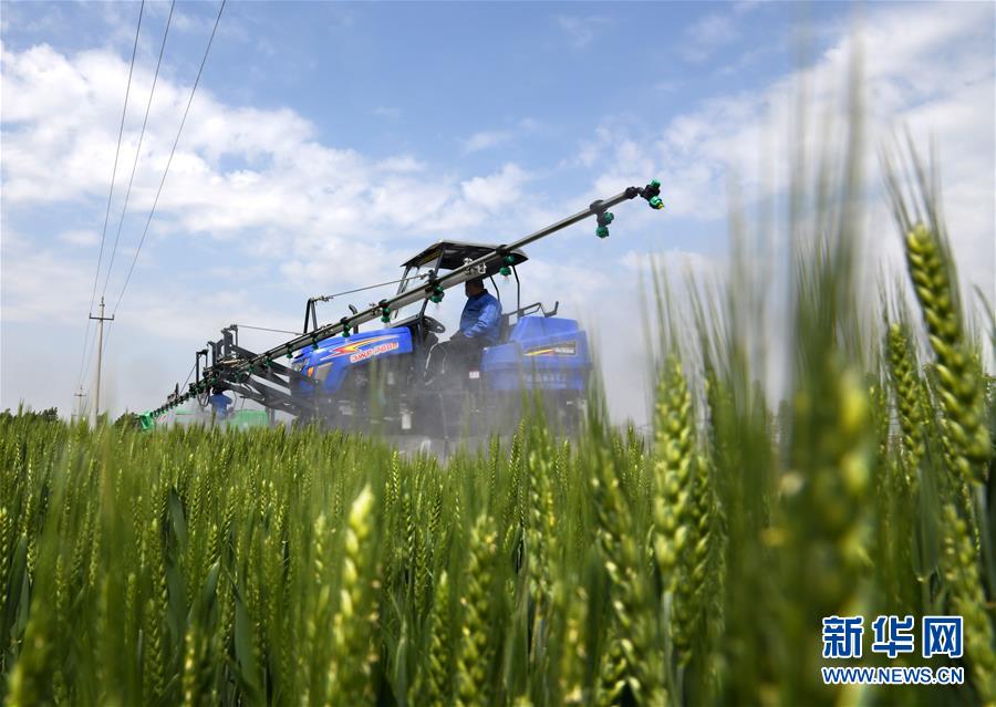 （在習(xí)近平新時代中國特色社會主義思想指引下&mdash;&mdash;新時代新作為新篇章&middot;習(xí)近平總書記關(guān)切事&middot;圖文互動）（7）新農(nóng)事、新希望&mdash;&mdash;夏收前田間新動態(tài)掃描