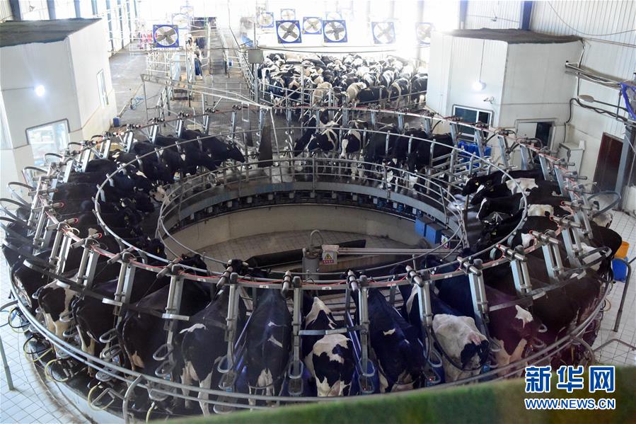 （圖文互動）（2）烏魯木齊：實(shí)施&ldquo;哺育工程&rdquo; 23萬余學(xué)齡前兒童免費(fèi)喝牛奶