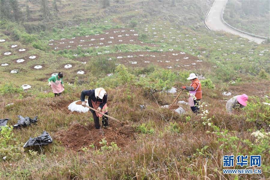 (決戰(zhàn)決勝脫貧攻堅(jiān)·圖文互動(dòng))(2)因地制宜的“魅力”——貴州脫貧攻堅(jiān)一線采訪隨筆