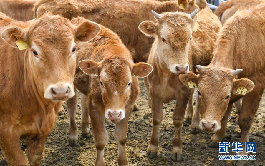 （決戰(zhàn)決勝脫貧攻堅(jiān)&middot;圖文互動(dòng)）（6）長白山下唱新篇&mdash;&mdash;吉林延邊州脫貧攻堅(jiān)觀察