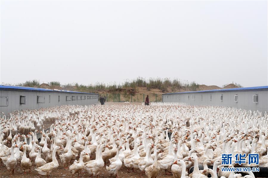 （決戰(zhàn)決勝脫貧攻堅&middot;聚焦三區(qū)三州&middot;圖文互動）（2）號角聲里看于田&mdash;&mdash;來自庫爾班大叔故鄉(xiāng)的脫貧報告