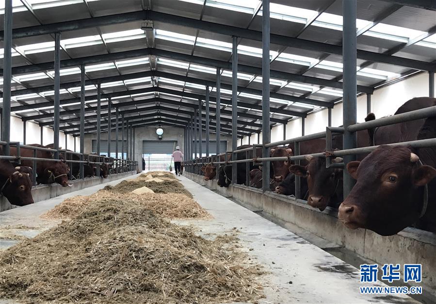 （決戰(zhàn)決勝脫貧攻堅(jiān)&middot;圖文互動(dòng)）（2）趕著&ldquo;紅牛&rdquo;奔小康