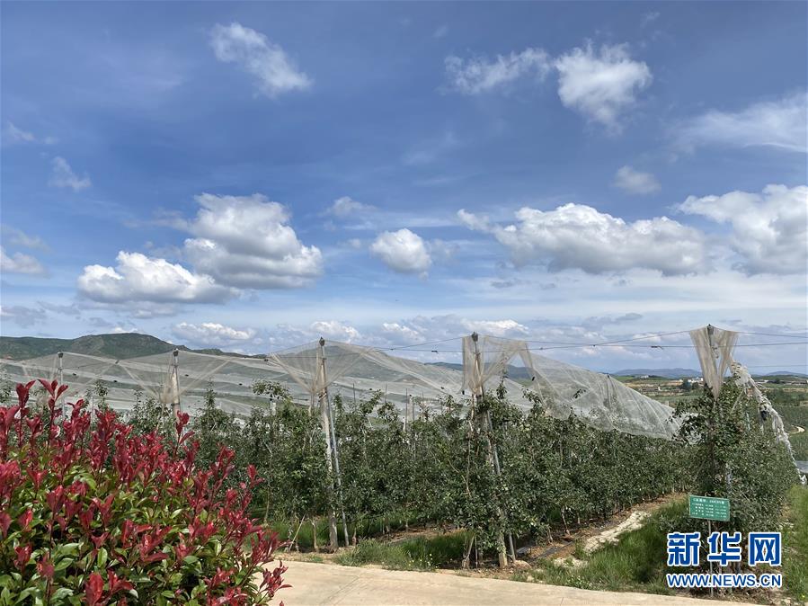 （決戰(zhàn)決勝脫貧攻堅&middot;圖文互動）（3）高原紅了，日子好了&mdash;&mdash;貴州海拔最高縣發(fā)展蘋果產業(yè)見聞