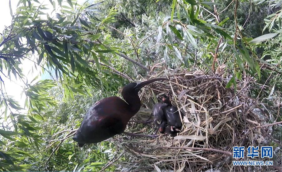(圖文互動)(1)云南大理首次記錄到珍稀物種彩鹮自然繁殖