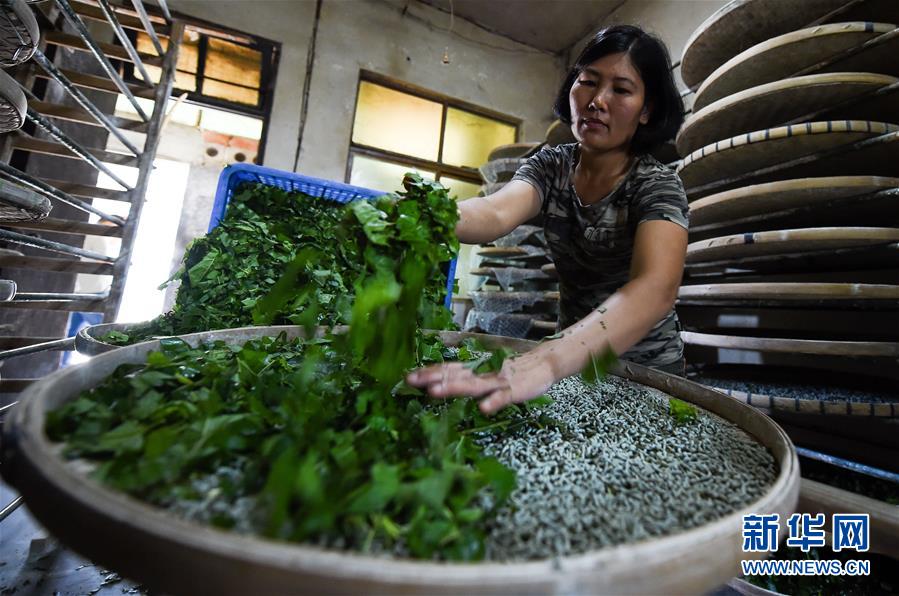 （走向我們的小康生活&middot;圖文互動(dòng)）（6）黎苗山鄉(xiāng)種養(yǎng)&ldquo;老行當(dāng)&rdquo;擦亮&ldquo;綠色牌&rdquo;