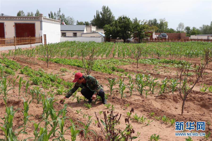 （鄉(xiāng)村振興&middot;圖文互動(dòng)）（1）內(nèi)蒙古伊金霍洛旗：自家生豬基地養(yǎng) 環(huán)境好來收入旺