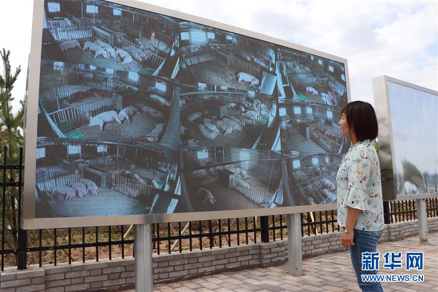 （鄉(xiāng)村振興&middot;圖文互動(dòng)）（3）內(nèi)蒙古伊金霍洛旗：自家生豬基地養(yǎng) 環(huán)境好來收入旺