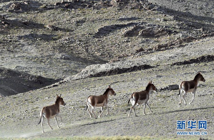 （在習(xí)近平新時(shí)代中國(guó)特色社會(huì)主義思想指引下&mdash;&mdash;新時(shí)代新作為新篇章&middot;習(xí)近平總書(shū)記關(guān)切事&middot;圖文互動(dòng)）（1）綠色映底蘊(yùn)，山水見(jiàn)初心&mdash;&mdash;生態(tài)優(yōu)先、綠色發(fā)展持續(xù)造福群眾美好生活