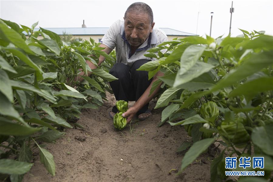 （決戰(zhàn)決勝脫貧攻堅(jiān)&middot;圖文互動(dòng)）（3）幸福村的幸福&ldquo;菜&rdquo;事
