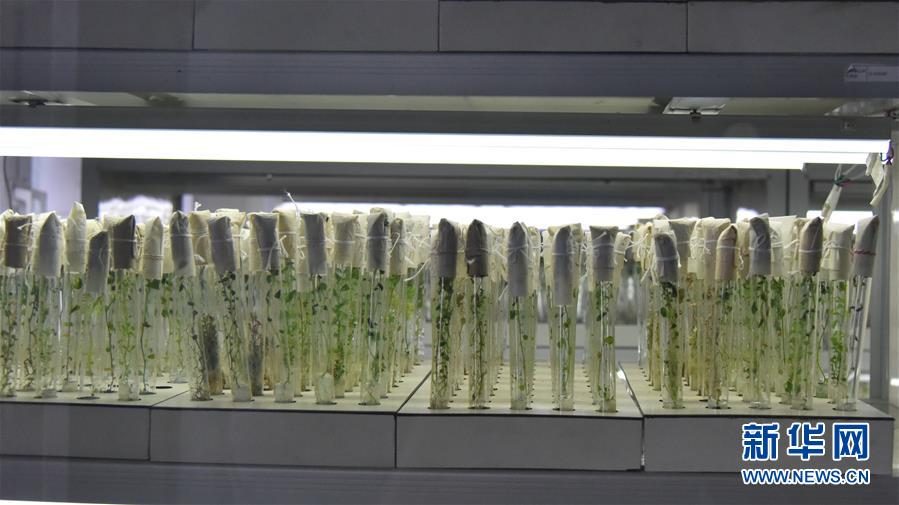 （決戰(zhàn)決勝脫貧攻堅(jiān)&middot;圖文互動）（1）&ldquo;小土豆&rdquo; 漸成增收大產(chǎn)業(yè)