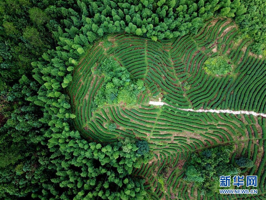 （走向我們的小康生活&middot;圖文互動(dòng)）（1）&ldquo;紅土地&rdquo;越來(lái)越紅火&mdash;&mdash;福建老區(qū)蘇區(qū)發(fā)展新貌掠影