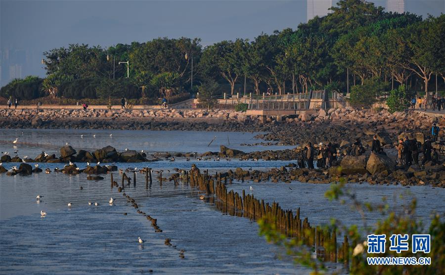 （新華全媒頭條&middot;圖文互動(dòng)）（11）鯤鵬展翅九萬里&mdash;&mdash;深圳奮力跑好建設(shè)中國特色社會(huì)主義先行示范區(qū)&ldquo;第一程&rdquo;