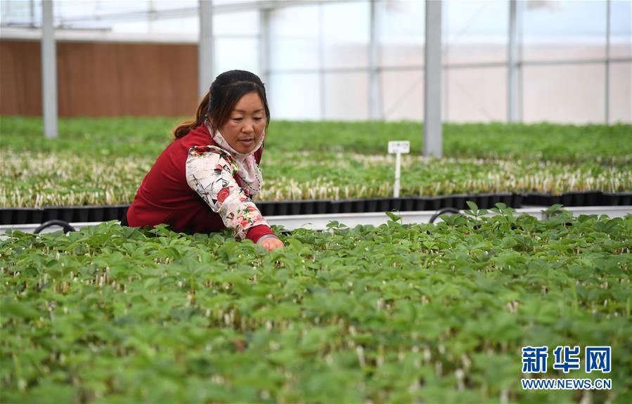 （新華全媒頭條&middot;圖文互動）（1）來自北京的科技扶貧答卷