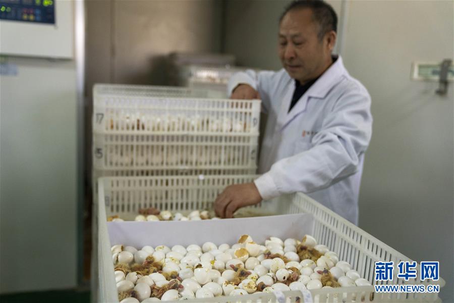 （新華全媒頭條&middot;圖文互動）（6）來自北京的科技扶貧答卷