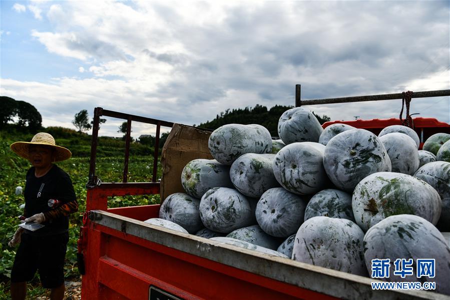 （決戰(zhàn)決勝脫貧攻堅&middot;圖文互動）（5）&ldquo;草鞋村&rdquo;的致富經(jīng)