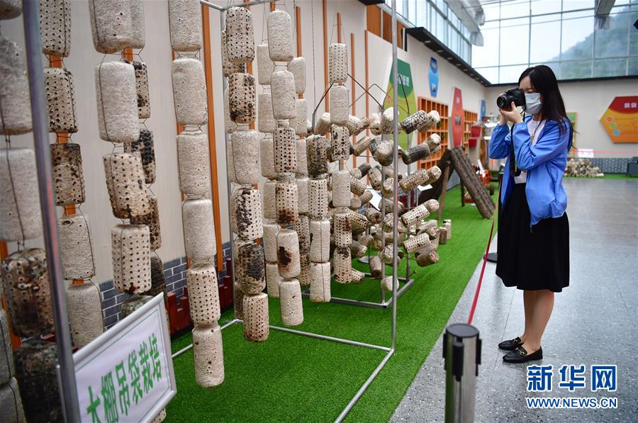 （走向我們的小康生活&middot;圖文互動）（6）綠了青山，紅了日子&mdash;&mdash;秦巴山區(qū)群眾繪出小康&ldquo;調色板&rdquo;