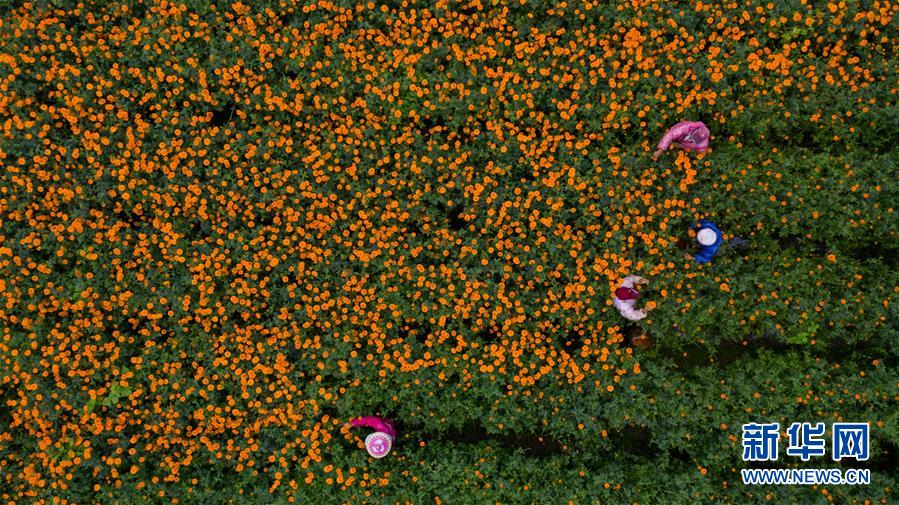 （圖文互動(dòng)）（2）幸?；ㄩ_(kāi)&mdash;&mdash;高黎貢山下&ldquo;萬(wàn)畝花海&rdquo;帶富美麗鄉(xiāng)村