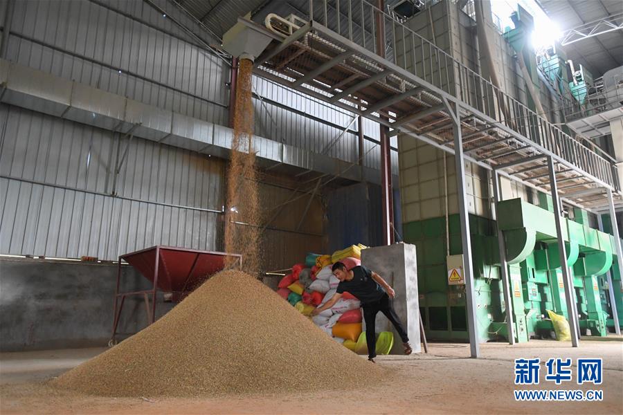 （新華視點(diǎn)&middot;聚焦餐桌外的浪費(fèi)&middot;圖文互動(dòng)）（1）農(nóng)戶儲(chǔ)糧損失達(dá)8%！設(shè)施普遍簡(jiǎn)陋，蟲害霉變堪憂