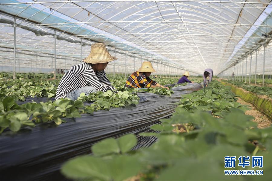 （新華全媒頭條&middot;決戰(zhàn)決勝脫貧攻堅(jiān)&middot;督戰(zhàn)未摘帽貧困縣&middot;圖文互動(dòng)）（12）不獲全勝，決不收兵&mdash;&mdash;全國52個(gè)掛牌督戰(zhàn)貧困縣脫貧攻堅(jiān)紀(jì)實(shí)