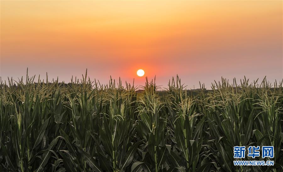 （新華全媒頭條&middot;圖文互動(dòng)）（2）為現(xiàn)代農(nóng)業(yè)探新路&mdash;&mdash;來(lái)自吉林梨樹的田野報(bào)告