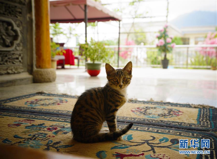 （走向我們的小康生活&middot;決戰(zhàn)決勝脫貧攻堅(jiān)&middot;圖文互動(dòng)）（3）甘青交界處的跨越&mdash;&mdash;保安族、撒拉族的脫貧故事