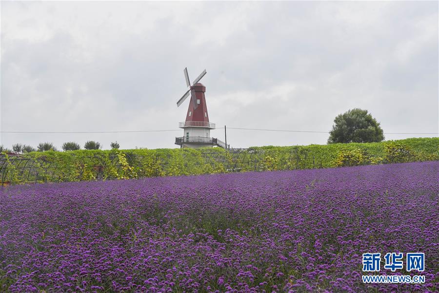 （新華全媒頭條&middot;走向我們的小康生活&middot;圖文互動(dòng)）（6）黑土地上是我家&mdash;&mdash;在吉林，一瞥中國(guó)東北鄉(xiāng)村美麗未來