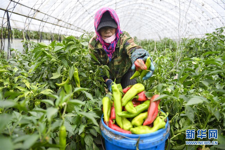 （新華全媒頭條&middot;走向我們的小康生活&middot;圖文互動(dòng)）（10）黑土地上是我家&mdash;&mdash;在吉林，一瞥中國(guó)東北鄉(xiāng)村美麗未來