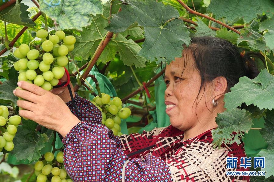 （決戰(zhàn)決勝脫貧攻堅&middot;圖文互動）（2）同飲一江水 攜手&ldquo;斬窮根&rdquo;&mdash;&mdash;深圳對口廣西河池、百色扶貧協(xié)作見聞