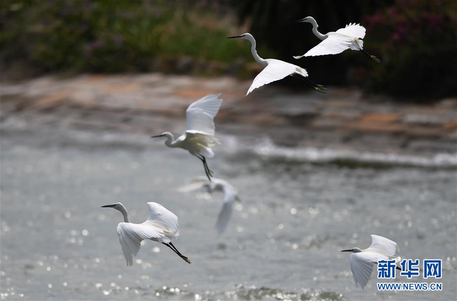 （特區(qū)40年?圖文互動）（4）廈庇五洲客 門納萬頃濤&mdash;&mdash;廈門經(jīng)濟特區(qū)40年發(fā)展紀(jì)實