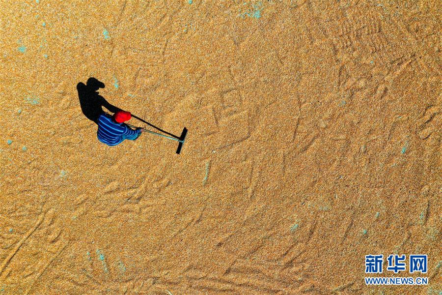 （新華全媒頭條&middot;圖文互動(dòng)）（6）天道酬勤的大地贊歌&mdash;&mdash;寫在第三個(gè)中國農(nóng)民豐收節(jié)之際