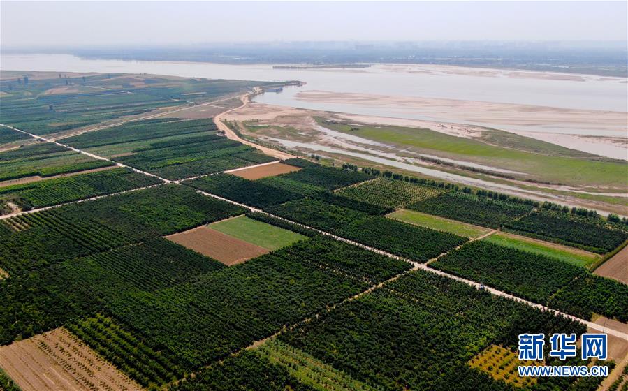 (新華全媒頭條·圖文互動)(9)從“四亂”突出到生態(tài)修復(fù) 黃河漸成中原“綠飄帶”