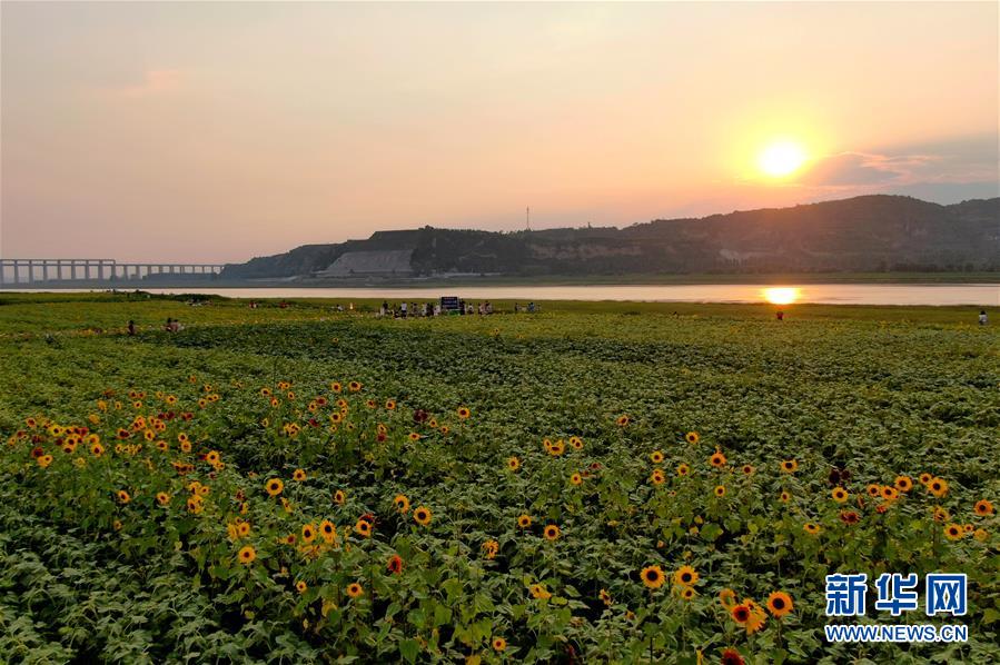 (新華全媒頭條·圖文互動)(12)從“四亂”突出到生態(tài)修復(fù) 黃河漸成中原“綠飄帶”