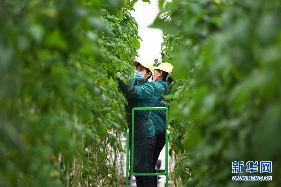（五中全會(huì)精神在基層&middot;圖文互動(dòng)）（1）從黃土荒坡到萬(wàn)畝良田&mdash;&mdash;蘭州新區(qū)現(xiàn)代農(nóng)業(yè)發(fā)展&ldquo;變奏曲&rdquo;