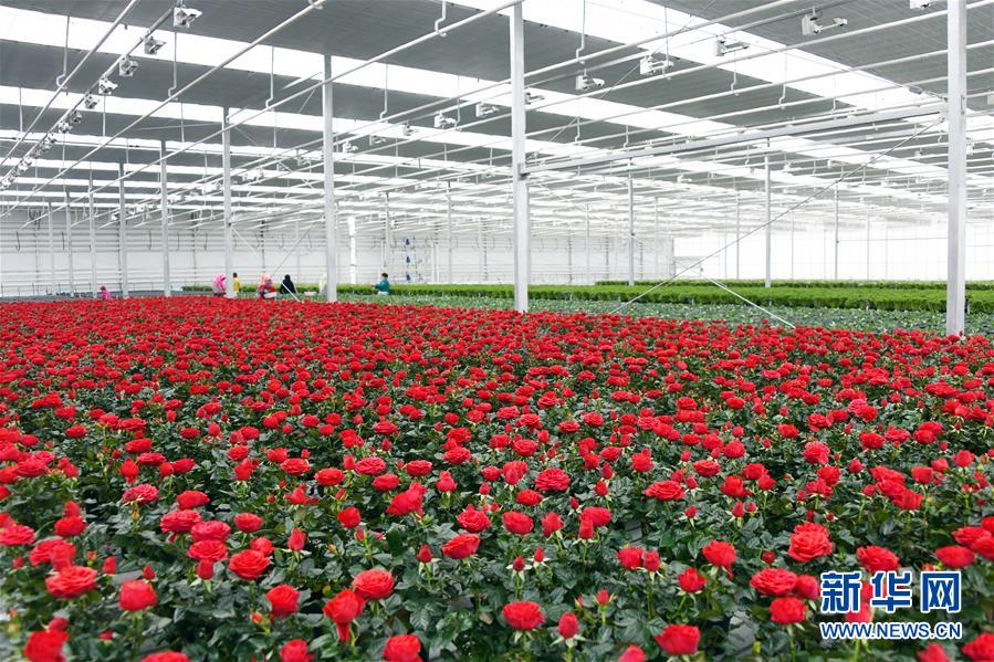 （五中全會(huì)精神在基層&middot;圖文互動(dòng)）（2）從黃土荒坡到萬(wàn)畝良田&mdash;&mdash;蘭州新區(qū)現(xiàn)代農(nóng)業(yè)發(fā)展&ldquo;變奏曲&rdquo;