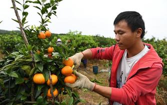 &ldquo;90后&rdquo;返鄉(xiāng)大學(xué)生的創(chuàng)業(yè)夢