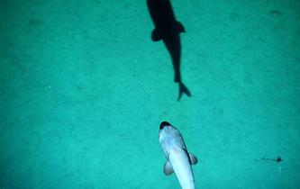 &ldquo;潛龍三號(hào)&rdquo;&ldquo;曝光&rdquo;深海生物