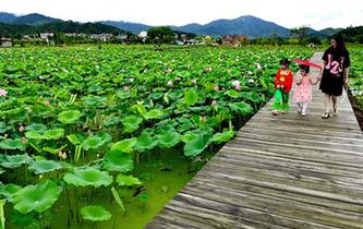 武夷山：萬畝荷花引客來