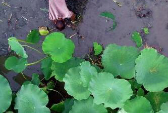 廣西柳江&ldquo;玉藕&rdquo;上市 個(gè)大皮白出口東盟