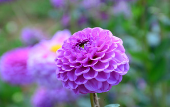 宛如童話世界！昆明撈魚河濕地公園8萬株大麗花綻放