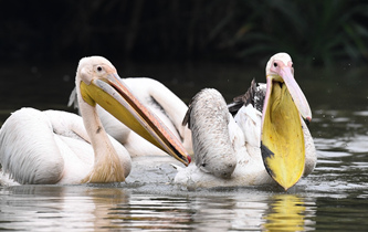 白鵜鶘&ldquo;作客&rdquo;?？? />  
<div>白鵜鶘“作客”海口</div>
</a>
<a href=